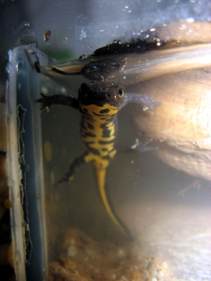 Fig 8. Fungus the newt